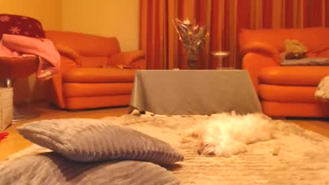 Andra online show from December 13, 7:53 pm