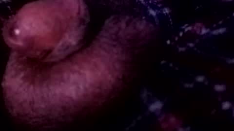 bcfalcon69 online show from April 12, 3:54 am