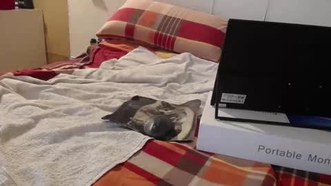 berlinerbaer1963 online show from April 19, 6:43 pm