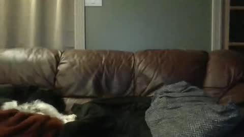 dachshund01 online show from October 24, 3:51 am