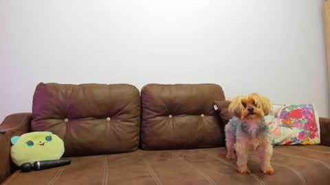 Misha online show from February 20, 9:33 am