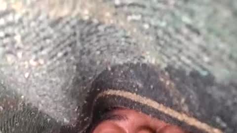 dyno online show from November 12, 1:41 am