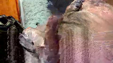 ezzz_au20 online show from October 29, 5:20 am