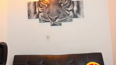 Eli online show from February 11, 12:25 am