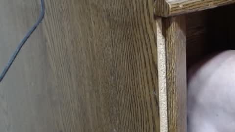 hungsofine online show from February 16, 10:10 pm