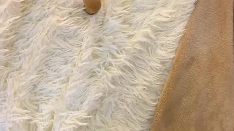 Emmy  help me reach 100 thumbs up online show from January 12, 12:17 am