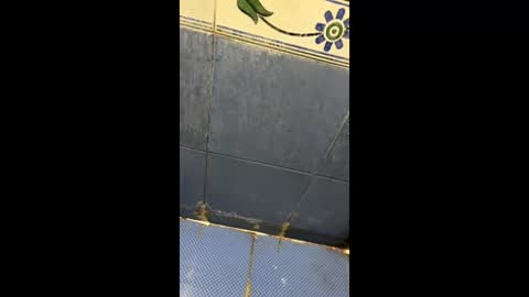 Indianboy online show from April 3, 11:17 am