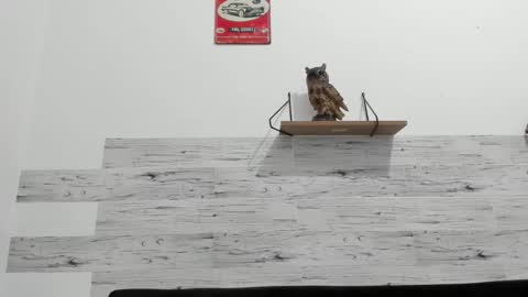 Jaycreedd online show from October 10, 2:17 am