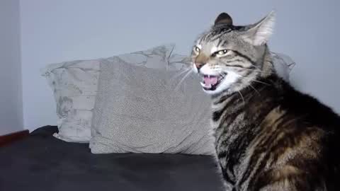 Snapshot of kathyspice chatting on February 18, 5:20 pm kathyspice online show from February 18, 5:20 pm