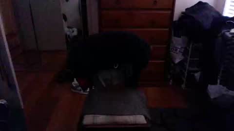 Pussylicker online show from February 23, 9:55 am