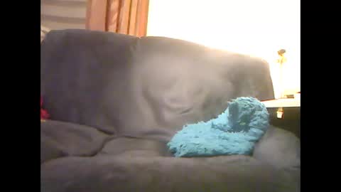 lion160868 online show from January 3, 8:21 am