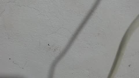 Frank and Nathy  online show from September 11, 3:57 pm