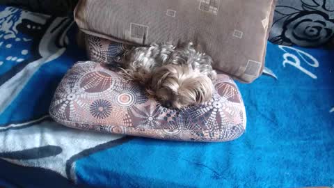 Lilly  online show from March 1, 10:52 am