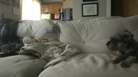 rossignol online show from September 13, 4:31 pm