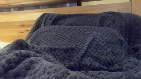 redfur_tigrrluvr online show from November 12, 11:12 am