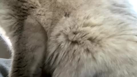 Roy Murrin online show from December 7, 7:16 pm