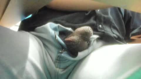 Snapshot of salvadorfaust_ chatting on December 15, 9:13 am Salvador online show from December 15, 9:13 am