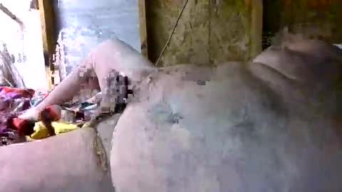 smallcock66kkk online show from November 19, 11:20 am