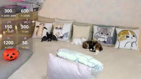 Snapshot of soft_purr_kitty chatting on October 31, 7:36 pm Mia online show from October 31, 7:36 pm