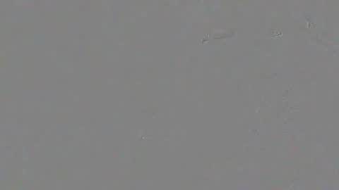 solisaniy online show from February 27, 11:47 am