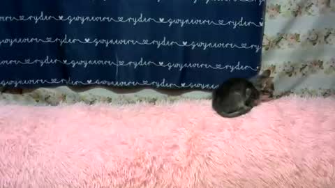 sweetnipples1987 online show from June 14, 7:49 pm