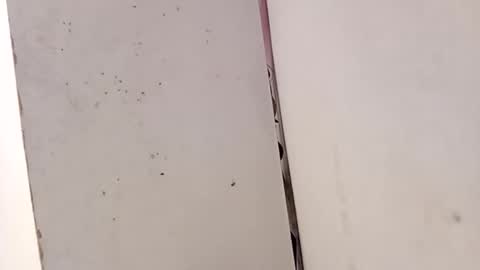 tall6feet7inch online show from February 15, 3:33 pm