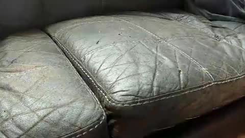 theperdickament online show from December 18, 5:00 pm