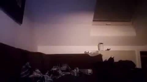 tigertrance online show from October 19, 3:22 am