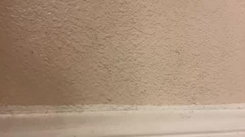 trickydick6 online show from March 5, 1:31 pm