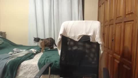 Venus online show from February 20, 6:19 am