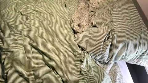 Vireia online show from March 14, 5:17 pm