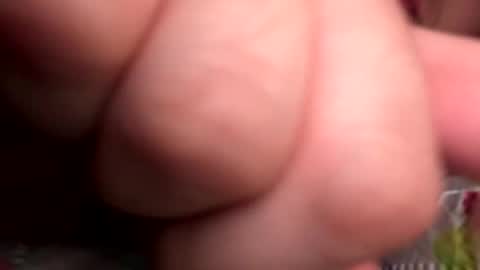 w2456 online show from March 4, 2:36 pm