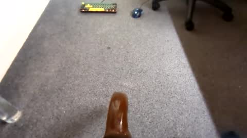 waterd4wg online show from April 19, 6:10 pm