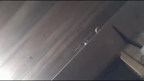 yessirprincesspet online show from November 30, 6:42 am